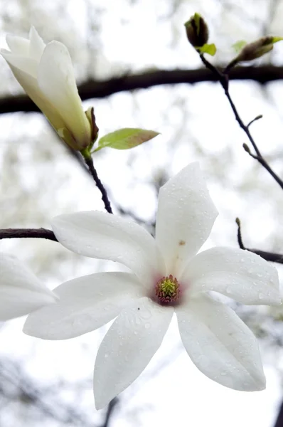 Magnolia bianca Fotografia Stock