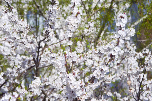 stock image Cherry flower