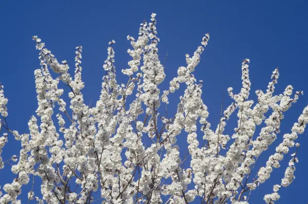 stock image Cherry flower