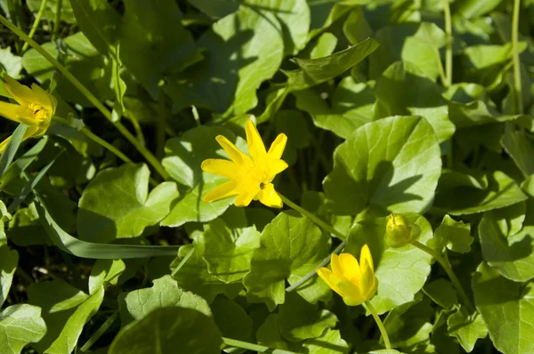 stock image Flower