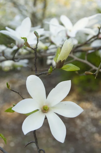 stock image White magnolia