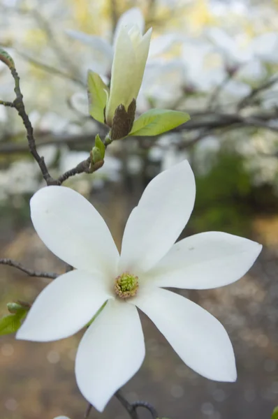 Weiße Magnolie — Stockfoto