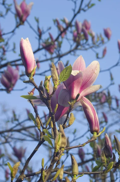 Magnolia — Foto Stock