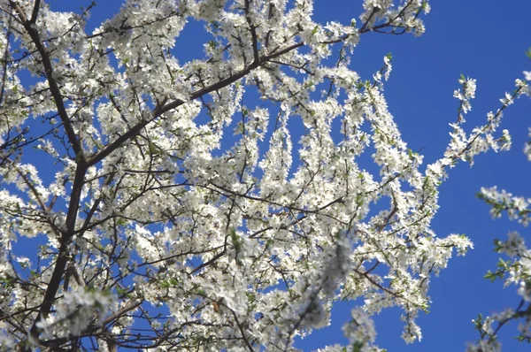 stock image Cherry flower