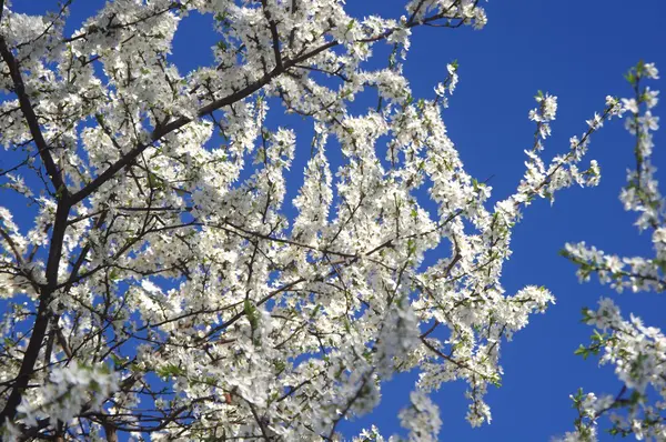 stock image Cherry flower