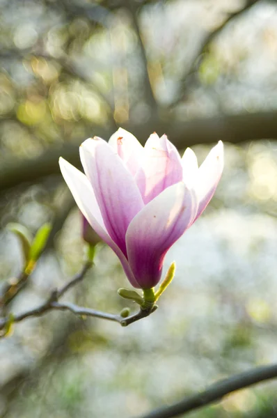 Stock image Magnolia