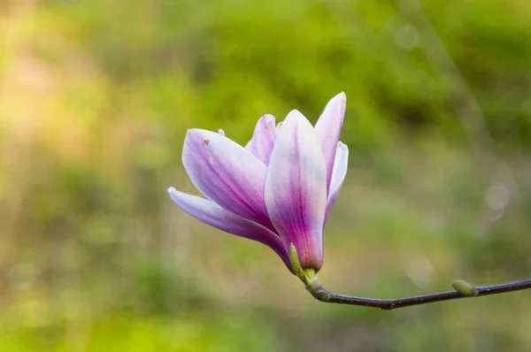 Stock image Magnolia