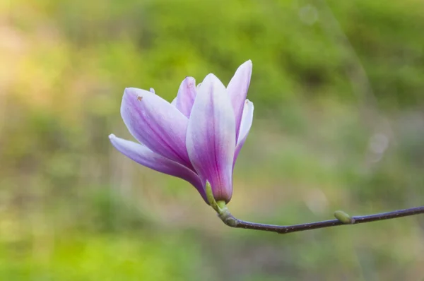 stock image Magnolia