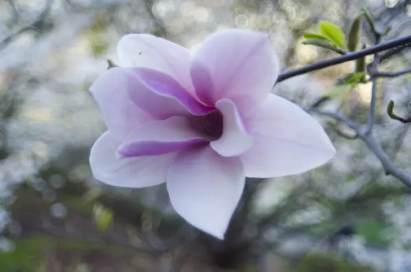 Magnolia — Stockfoto