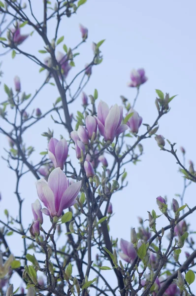 stock image Magnolia