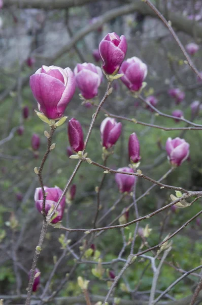 stock image Magnolia