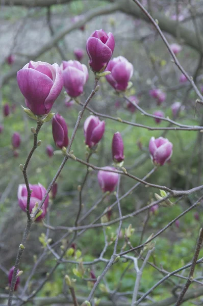 stock image Magnolia