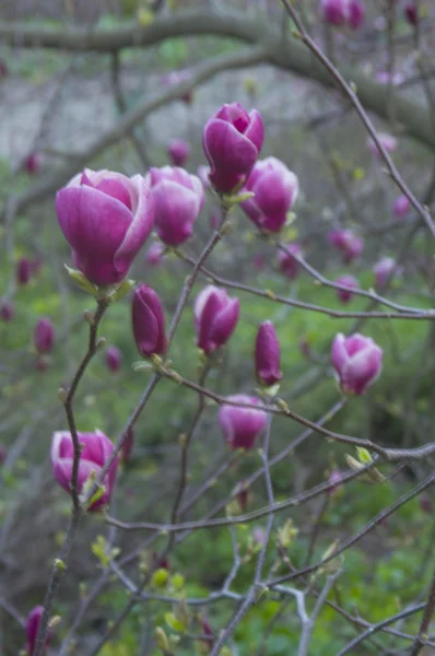 stock image Magnolia