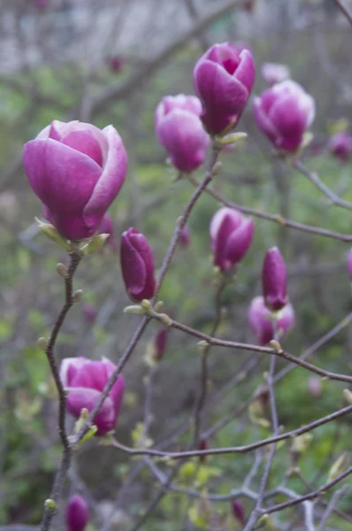 Stock image Magnolia