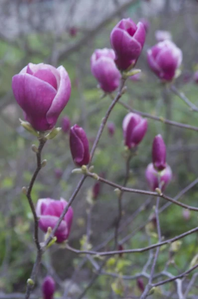 stock image Magnolia