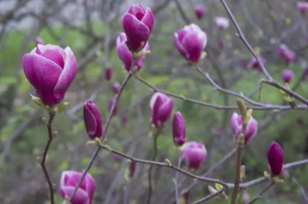 stock image Magnolia