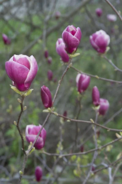 stock image Magnolia