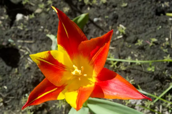 stock image Tulip