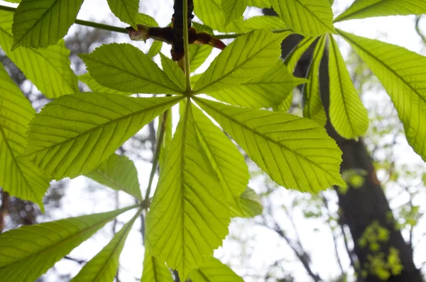 stock image Leaves