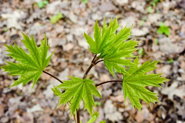 stock image Maple