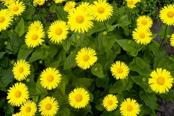 stock image Flower