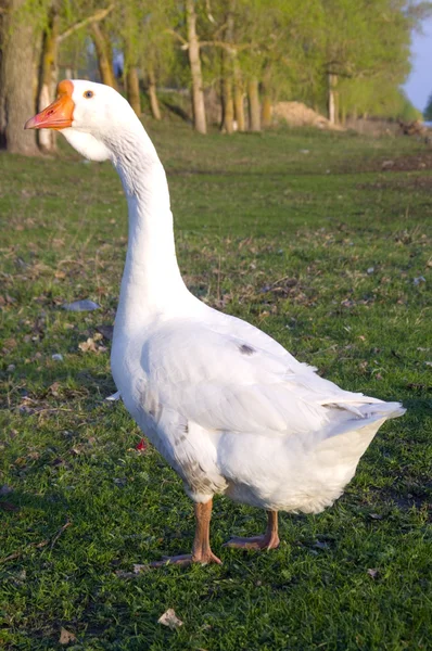 stock image Goose