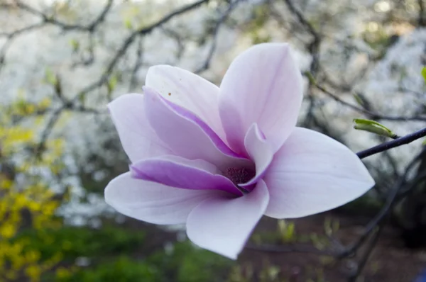 Magnolia Royaltyfria Stockbilder