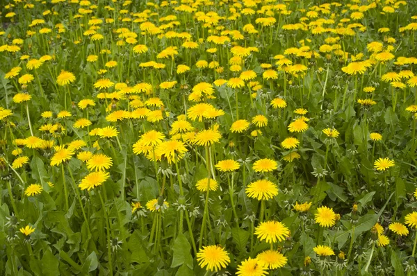 stock image Flower