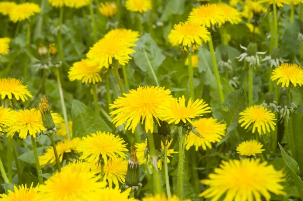 stock image Flower