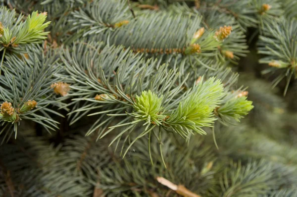 stock image Fir-tree