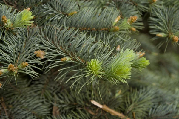 stock image Fir-tree