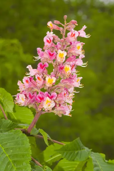 Stock image Flowers of chestnut