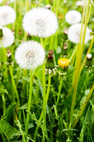 stock image Dandelion