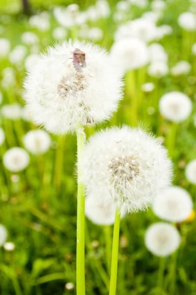 Diente de león — Foto de Stock