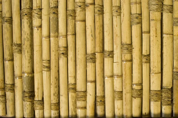 Bambù Fotografia Stock