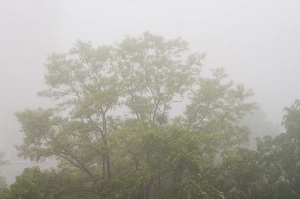 Туман — стоковое фото
