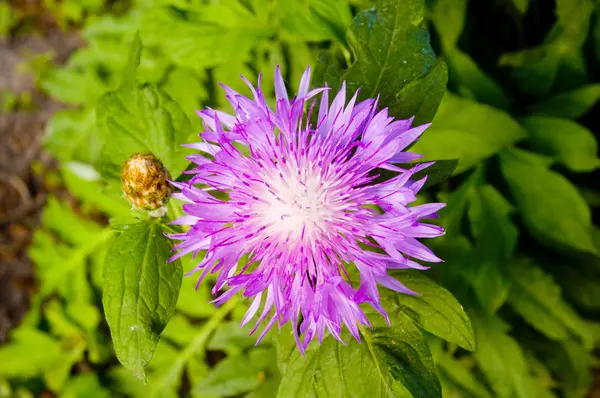 stock image Flower