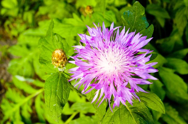 stock image Flower