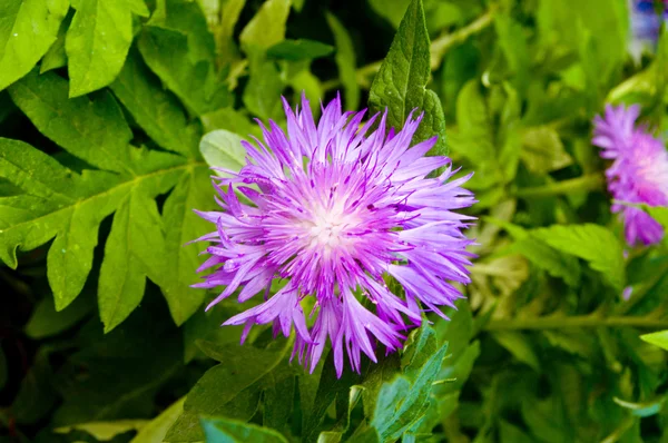 Stock image Flower