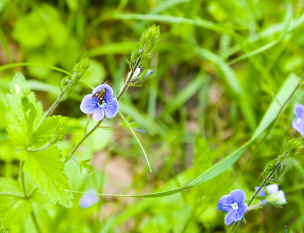 stock image Flower