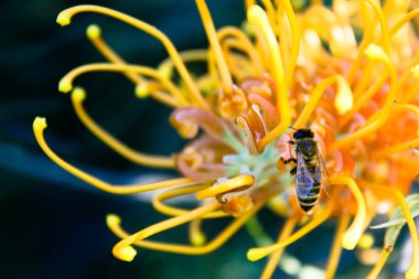 Sarı Grevillea çiçek arıya