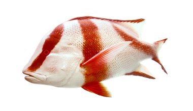 Red emperor (government bream) Lutjanus sebae clipart