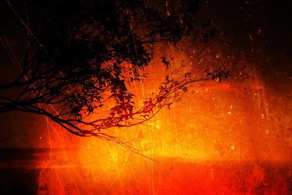 Silhouette del tramonto di un albero di gomma — Foto Stock