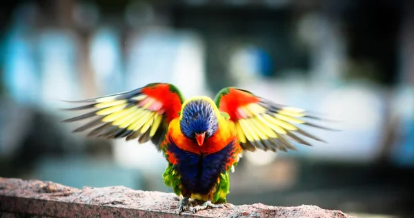Австралийская восточная Розелла с выброшенными крыльями — стоковое фото