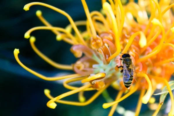 stock image Bee on a Yellow Grevillea Flower