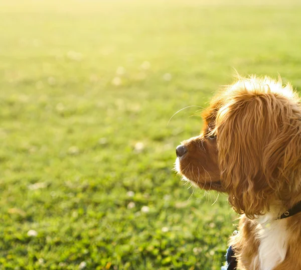 stock image Ruby (Tan) Cavalier King Charles Puppy