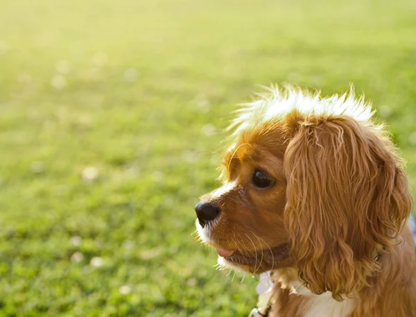 Stock image Ruby (Tan) Cavalier King Charles Puppy