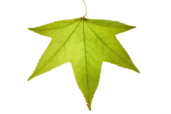 Zelený podzimní list — Stock fotografie
