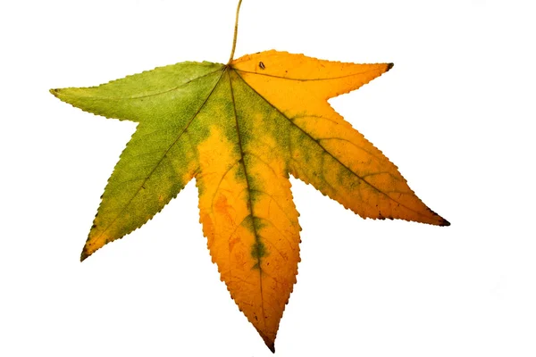 Folha de outono verde e amarela — Fotografia de Stock