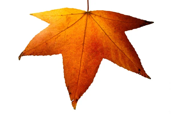 Folha de outono vermelha e amarela — Fotografia de Stock